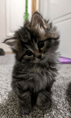 This may contain: a small kitten sitting on top of a carpet next to a door