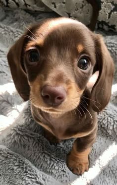 This may contain: a small brown dog sitting on top of a blanket