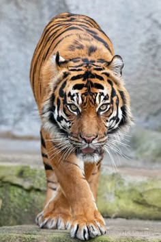 This may contain: a large tiger walking across a lush green field next to a rock covered forest area