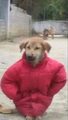 This may contain: a dog sitting on the ground wearing a red jacket and shoes with another dog in the background