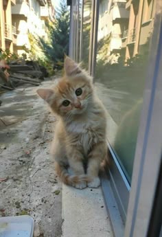 This may contain: an orange kitten sitting on the edge of a window sill looking at something outside