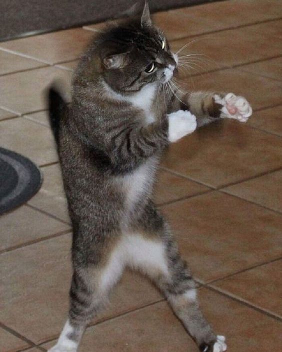 Reaction Cat Meme Face