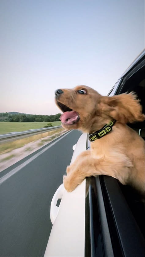 This may contain: a brown dog sticking its head out the window of a car while driving down a highway
