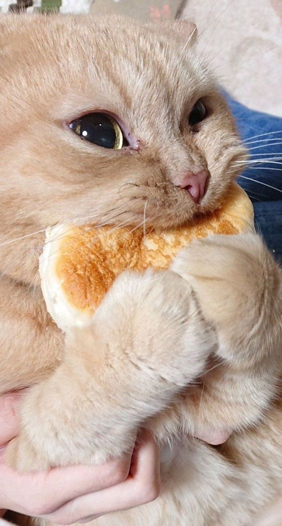 Cat Food Meme