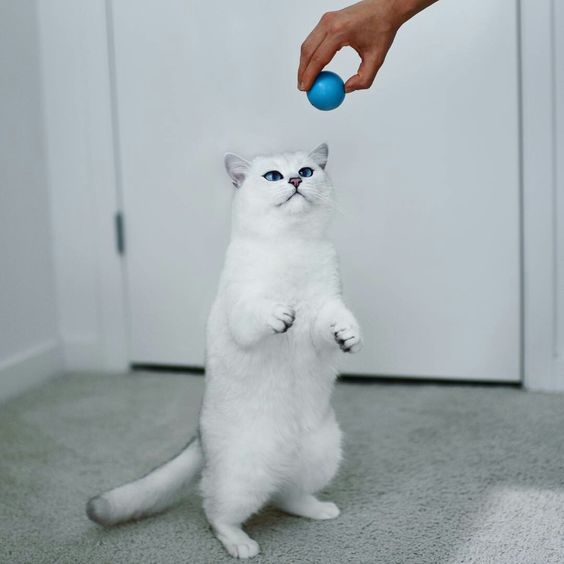 What is the number-one cutest cat in the world?