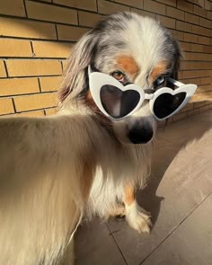 This may contain: a dog with heart shaped sunglasses on it's face