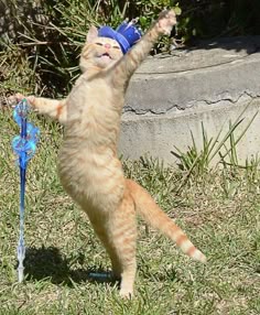 This may contain: an orange and white cat standing on its hind legs with it's front paws in the air