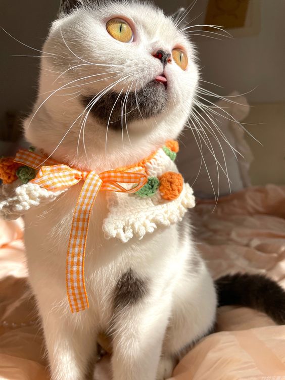 Cute cat collars