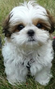 This may contain: a small white and brown dog sitting in the grass