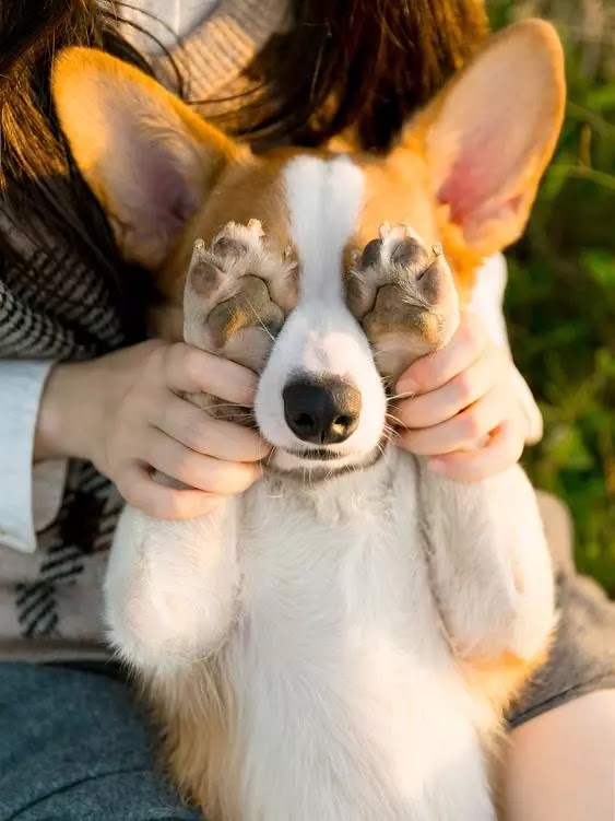 Dog DP in Popular Culture