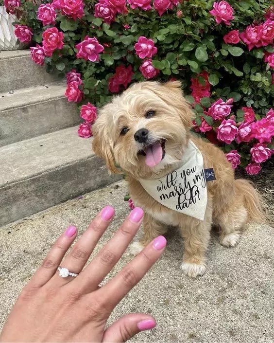 The Impact of Dog DPs on Engagement