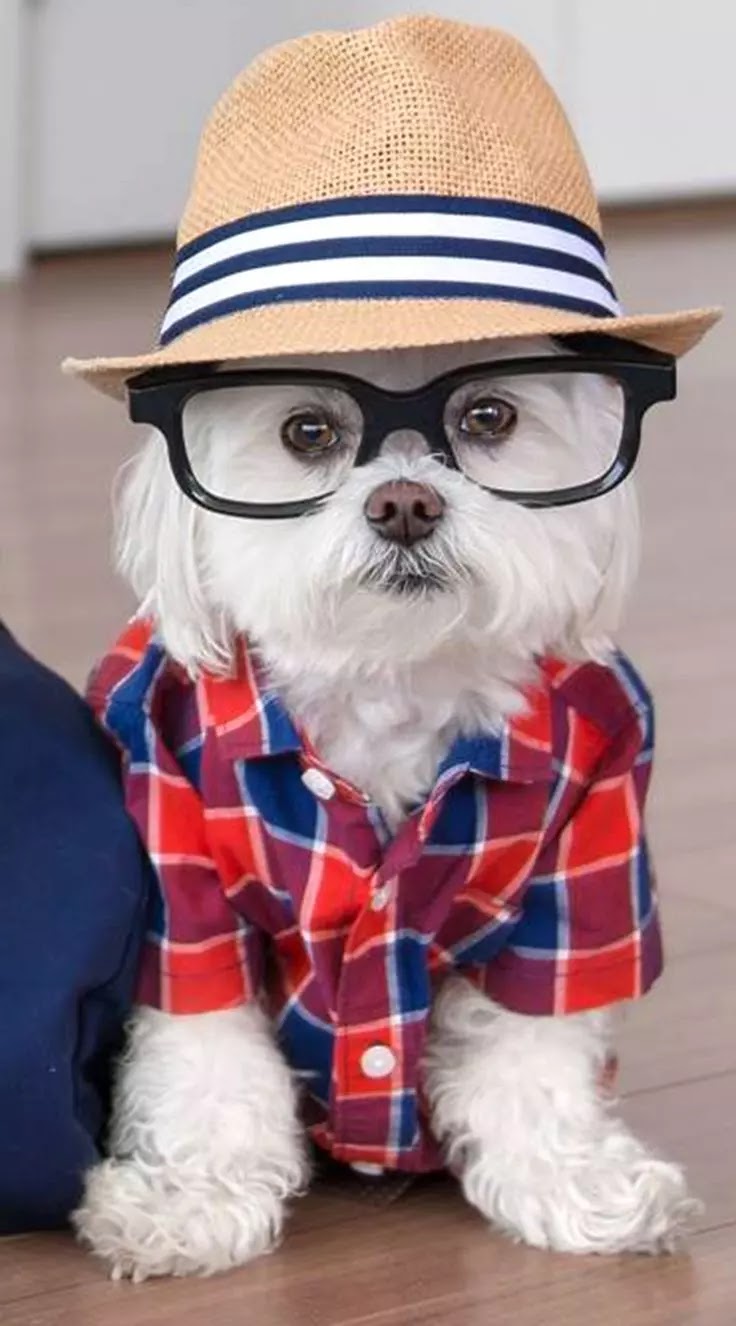 Showcasing pet personalities Dog Pics
