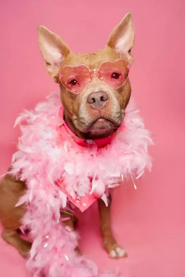 DIY Dog Photo Shoots