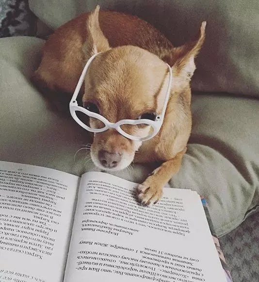 Social media platforms and dog DPs