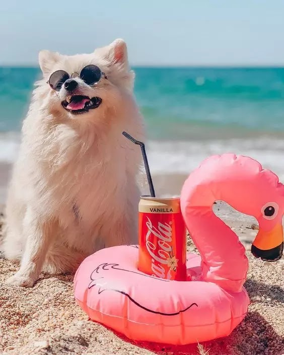 Trends in Dog Pics for DPs
