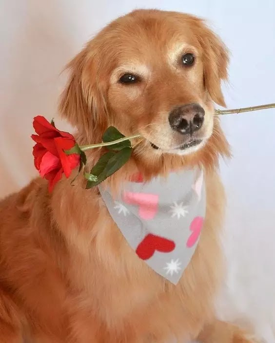 Taking the Perfect Dog DP