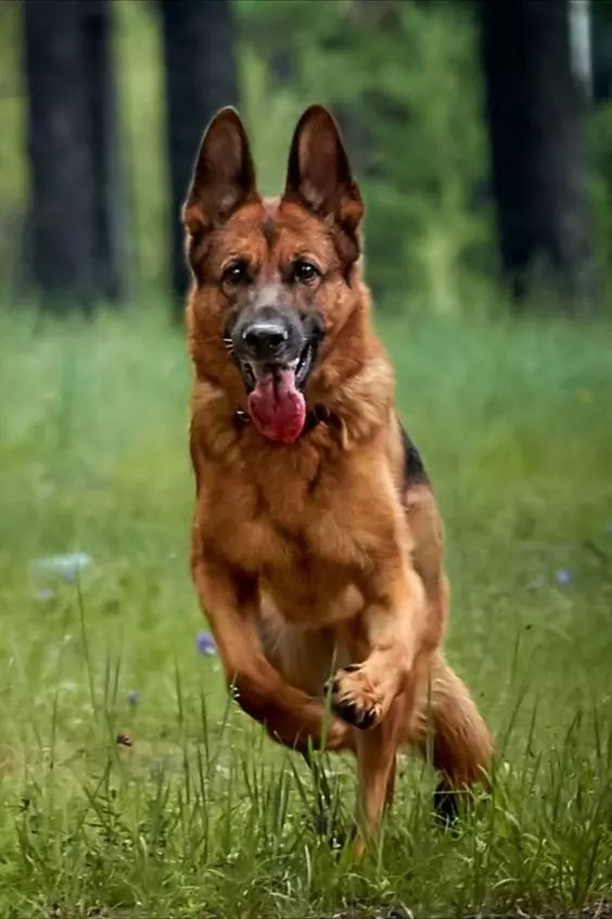 Dog Pictures and Mental Well-Being