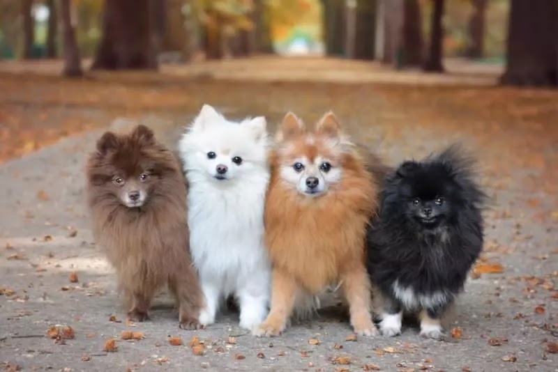 20+ Cute Dog Pics For DP 2024