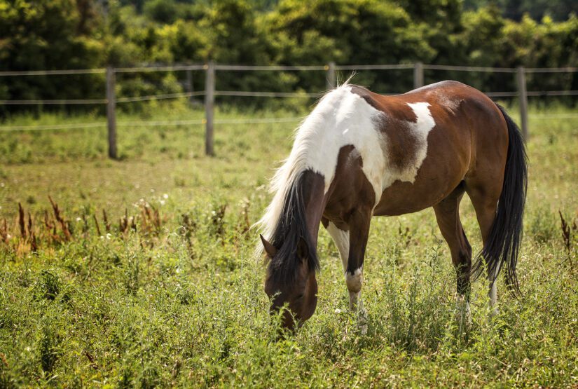 10 fun facts about horses - BC SPCA