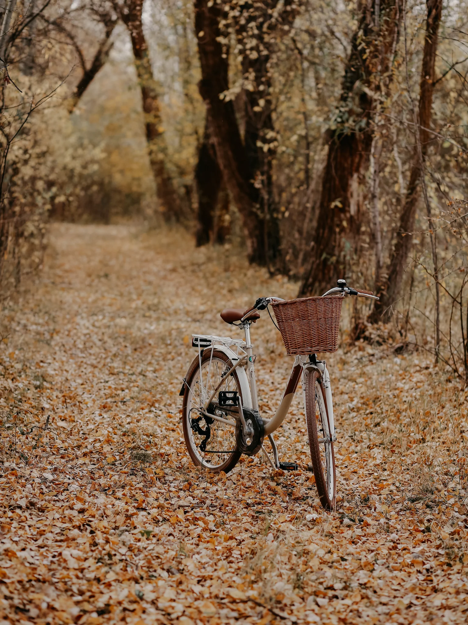 25 Free Fall Aesthetic iPhone Wallpapers