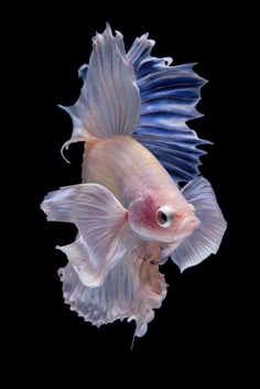 This may contain: a white and blue siamese fish on a black background with its tail curled up