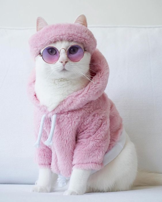 Cute cats are aesthetic.