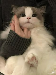 This may contain: a white and gray cat laying on top of a person's arm
