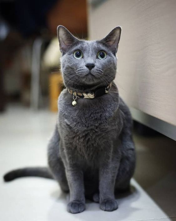 Are there over 70 cat breeds?