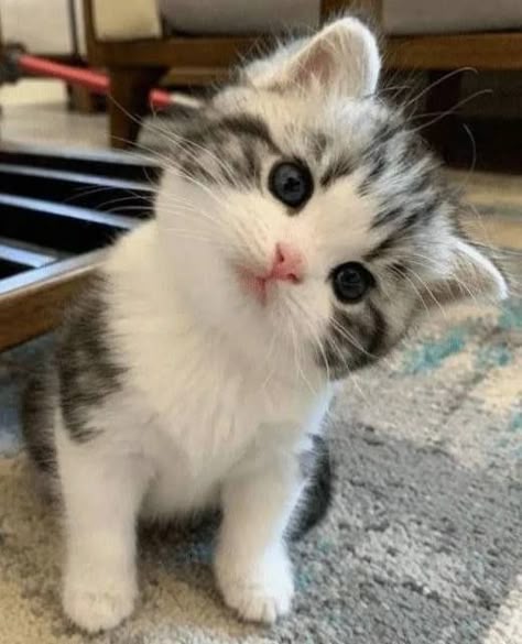 This may contain: a small kitten sitting on top of a carpet next to a table and looking at the camera