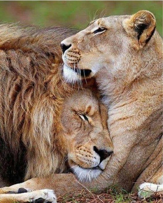 Lion Cool: