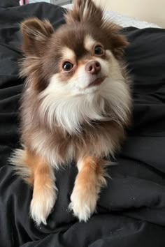 This may contain: a small brown and white dog laying on top of a black bed cover covered in blankets