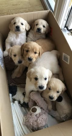 This may contain: several puppies are laying in a cardboard box with stuffed animals on the floor next to them