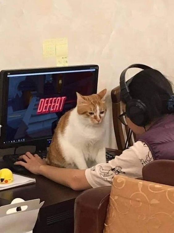 Cat memes and Internet fame