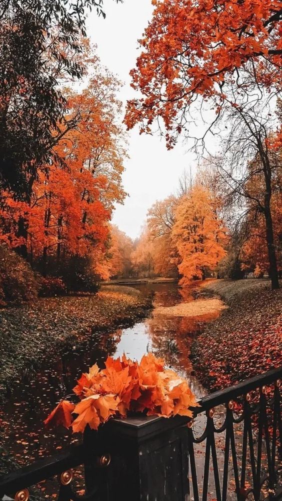 15+ Fall Wallpapers to Cozy Up Your Screens | Sky Rye Design
