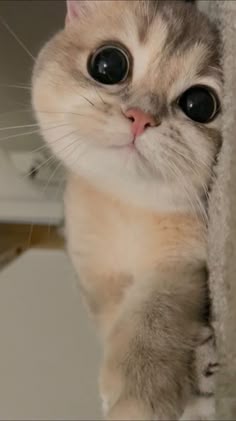 This contains an image of: cat