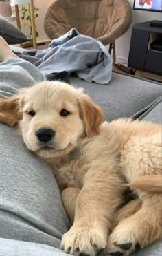 This may contain: a puppy laying on top of a bed next to a tv