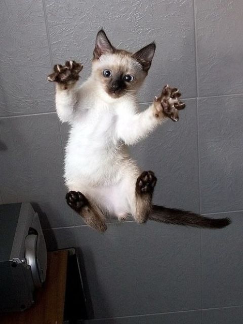 Adorable Kittenhood: Moments to Cherish