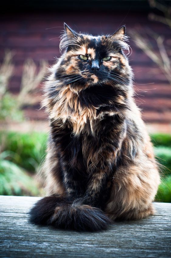 Cute Calico Cats: A Riot of Colors