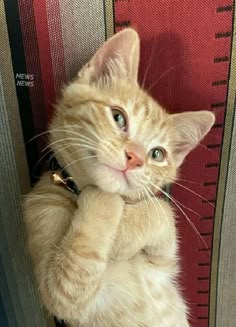 This contains: Reasons Why Are Cats So Funny? | Cat Tips
