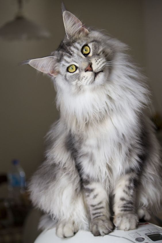Are there 100 cat breeds?