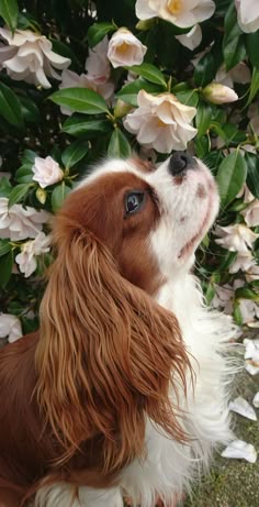 This may contain: a brown and white dog sitting in front of flowers