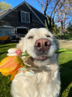 This contains: All About Blonde Dog Breeds | Cute & Funny Blonde Dogs Aesthetic