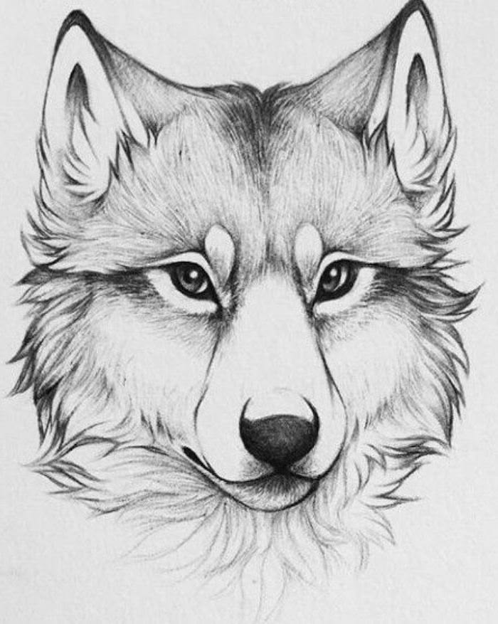 How to draw animals - inspiration and step-by-step tutorials