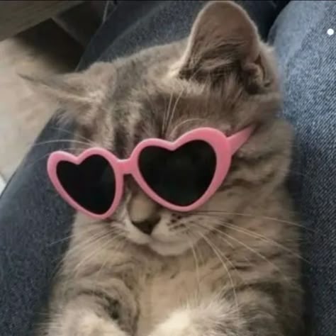 This may contain: a cat with heart shaped sunglasses on its face