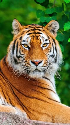 This may contain: a tiger laying on top of a large rock next to green leaves and trees in the background