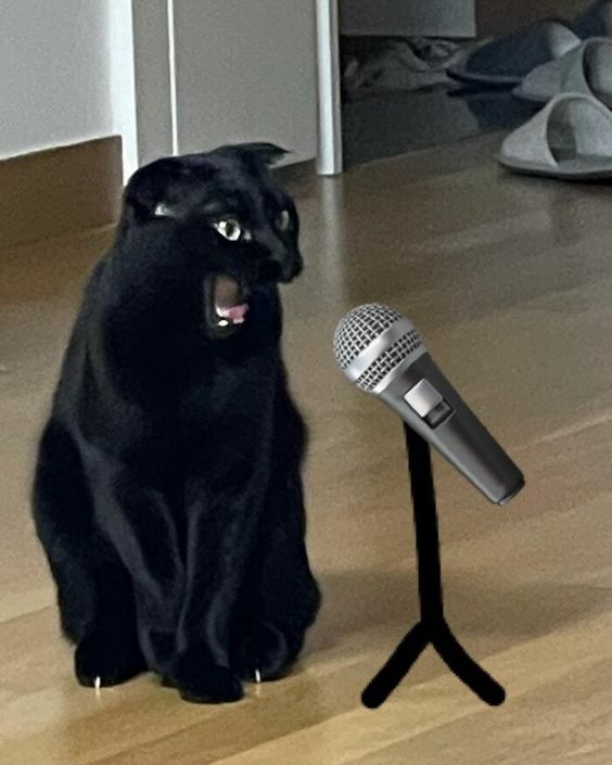 Are black cats cute?