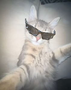 This may contain: a cat laying on its back wearing sunglasses