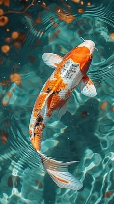 This may contain: an orange and white koi fish swimming in clear blue water with ripples around it