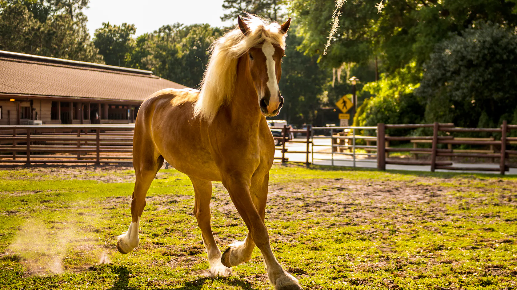 Horses | Disney Animals | Walt Disney World Resort
