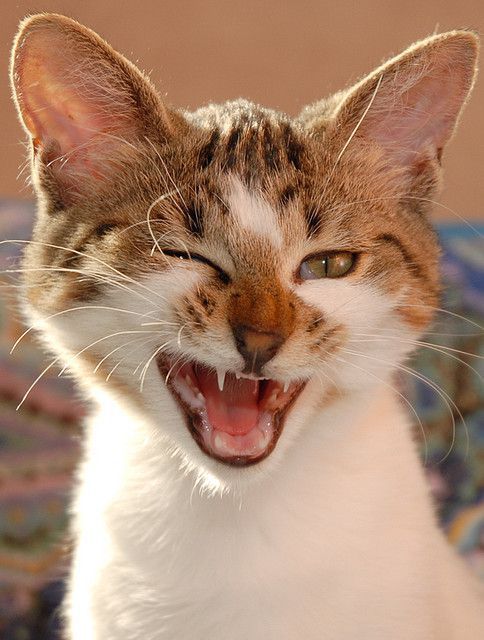 Smile Cat Meme